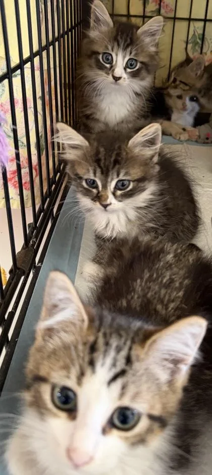A baby small-sized female Tabby (Brown / Chocolate) Domestic Short Hair cat named Serenade for adoption in New York, NY
