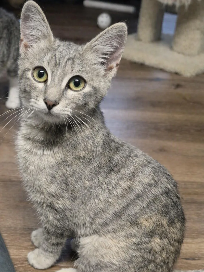 Juno