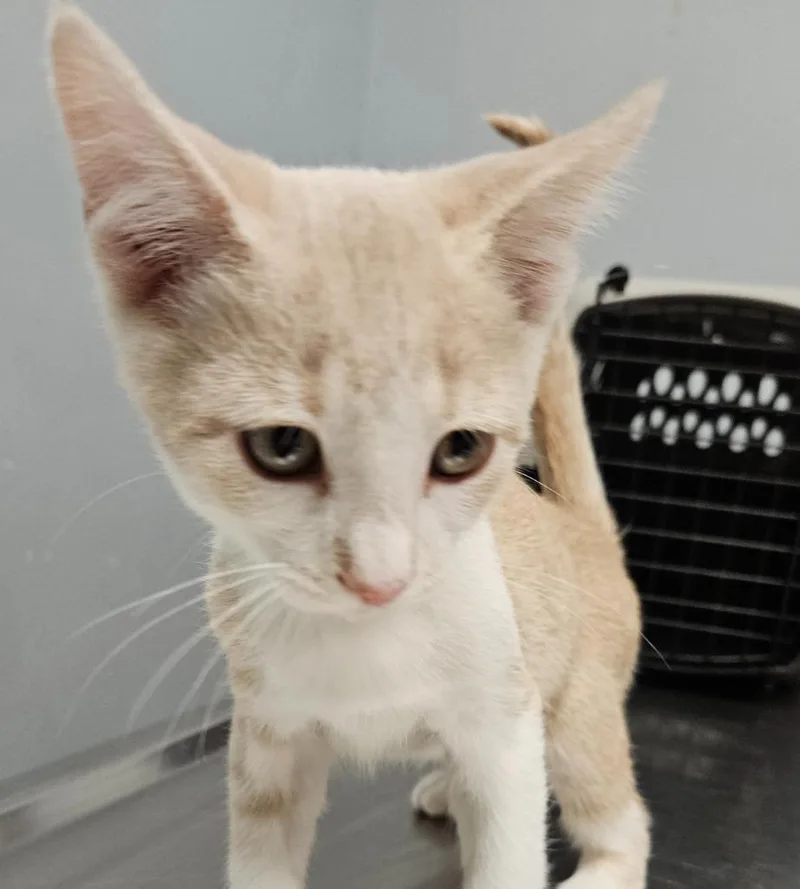 A baby medium-sized male Domestic Short Hair cat named Meatball for adoption in Bloomington, IN