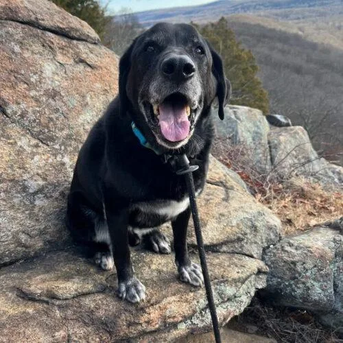 A senior large-sized male Black Labrador Retriever dog named ShadowHavard for adoption in Rockaway, NJ