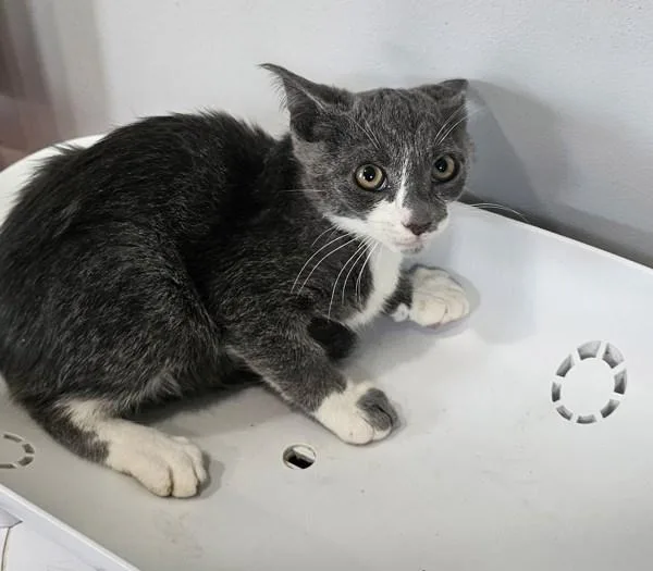 A baby medium-sized male Domestic Short Hair cat named Ragweed for adoption in Cleveland, TN