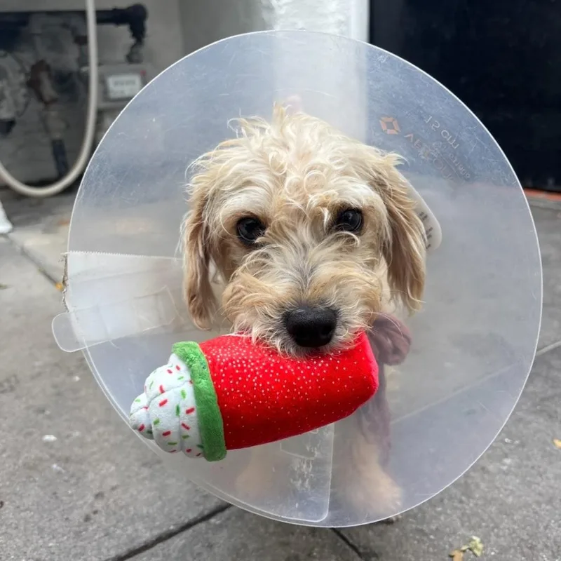 A baby small-sized male Terrier dog named Gus for adoption in Los Angeles, CA
