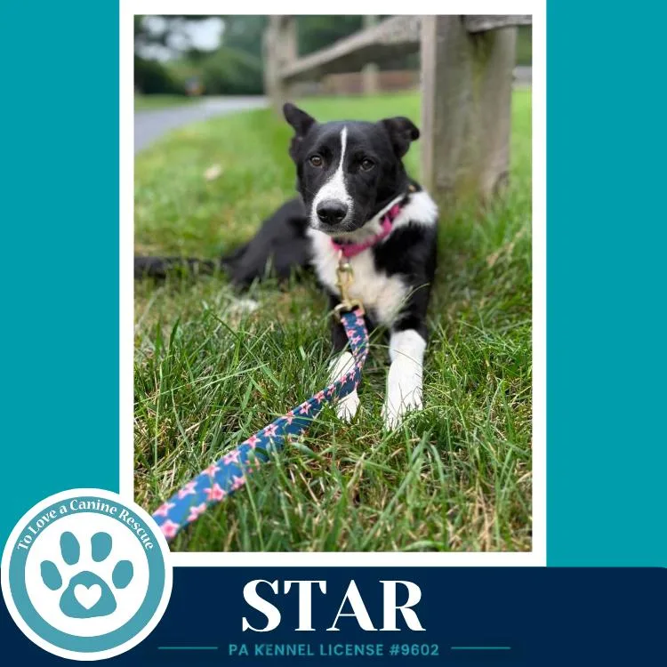 A baby medium-sized female Tricolor (Brown, Black, & White) Border Collie dog named Star for adoption in Kimberton, PA