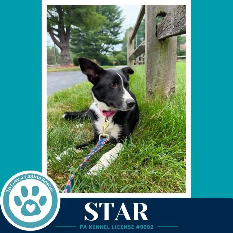 Star thumbnail 2
