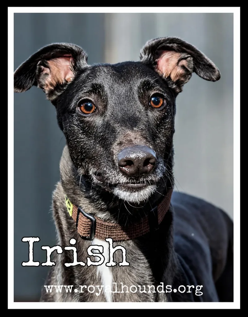 An adult large-sized female Black Greyhound dog named Irish for adoption in Seattle, WA
