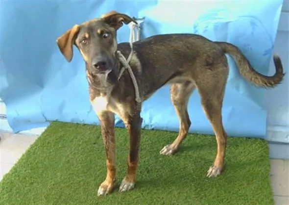 A young large-sized male German Shepherd Dog dog named Heath for adoption in Gardena, CA