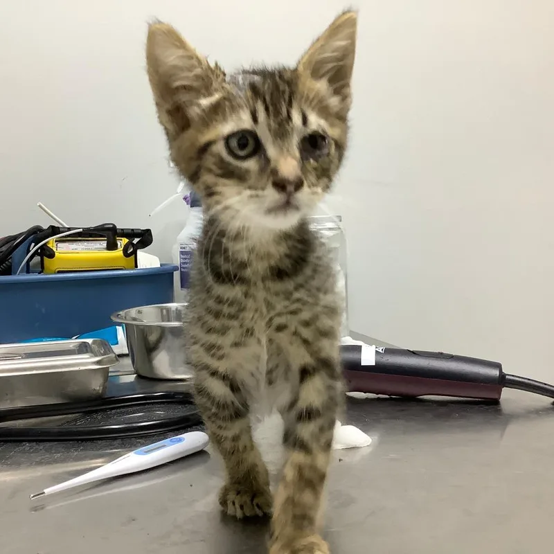 Spinelli thumbnail 2