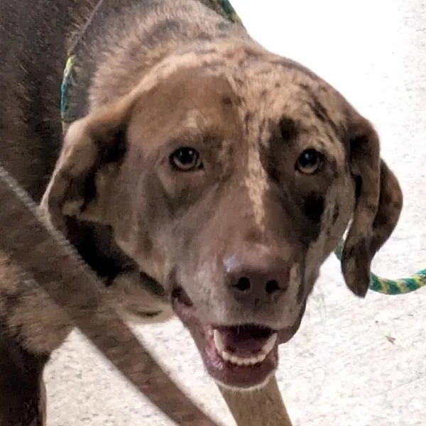 A young large-sized female Catahoula Leopard Dog dog named Sissy  Bonded Buddy for adoption in Des Moines, IA