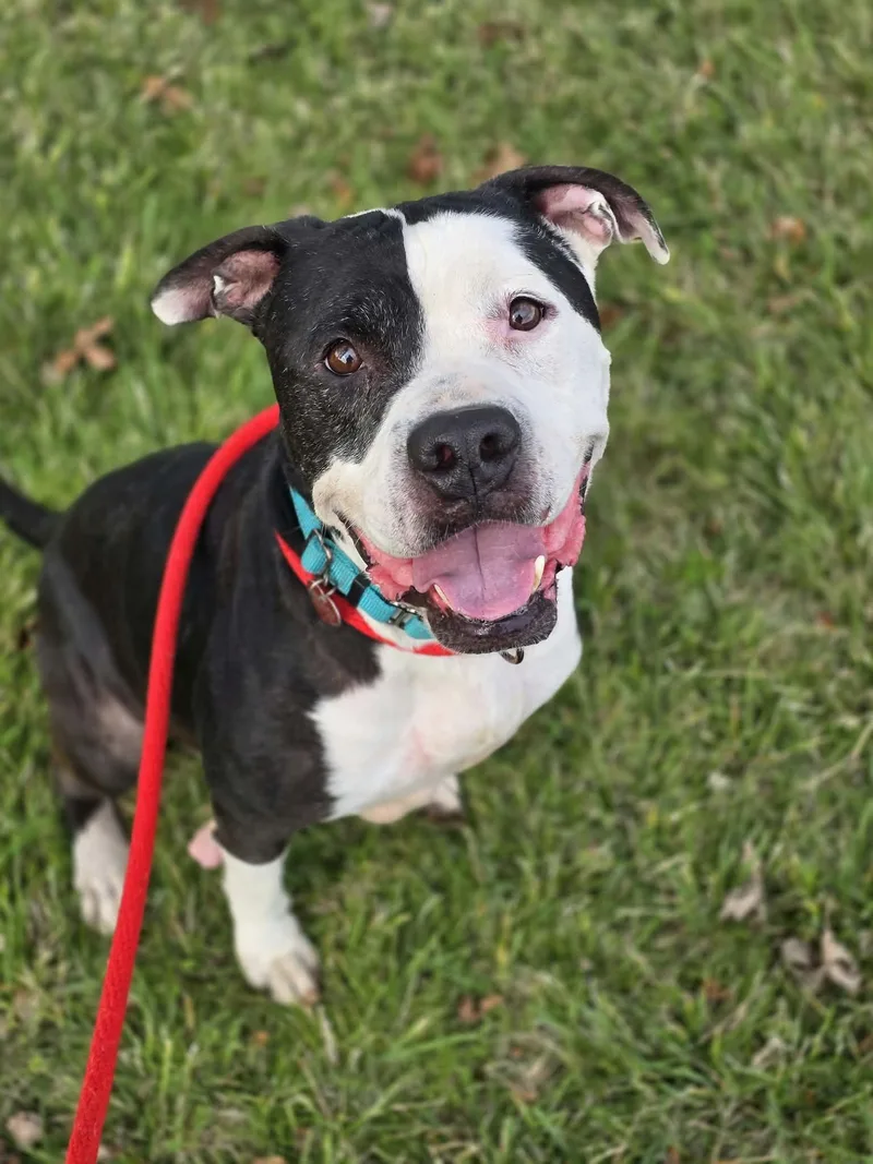 A senior large-sized male Black Pit Bull Terrier dog named Dennis the Menace for adoption in Grants Pass, OR