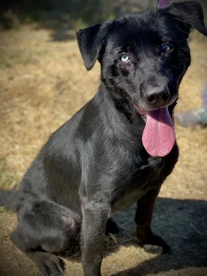 An adult large-sized female Black Labrador Retriever dog named Dahlia for adoption in Sacramento, CA