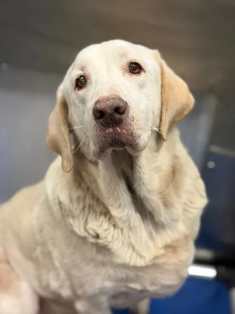 An adult large-sized male Mixed Breed dog named Sebastian for adoption in Dallas, TX