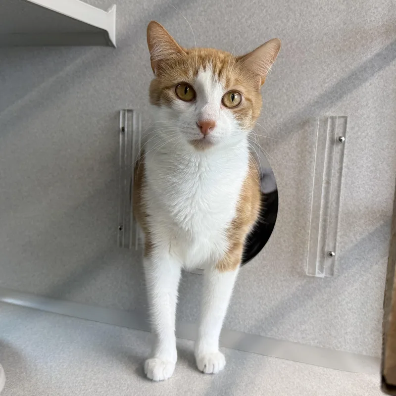 A young medium-sized female Orange & White Domestic Short Hair cat named Ginger & Boots for adoption in West Milford, NJ