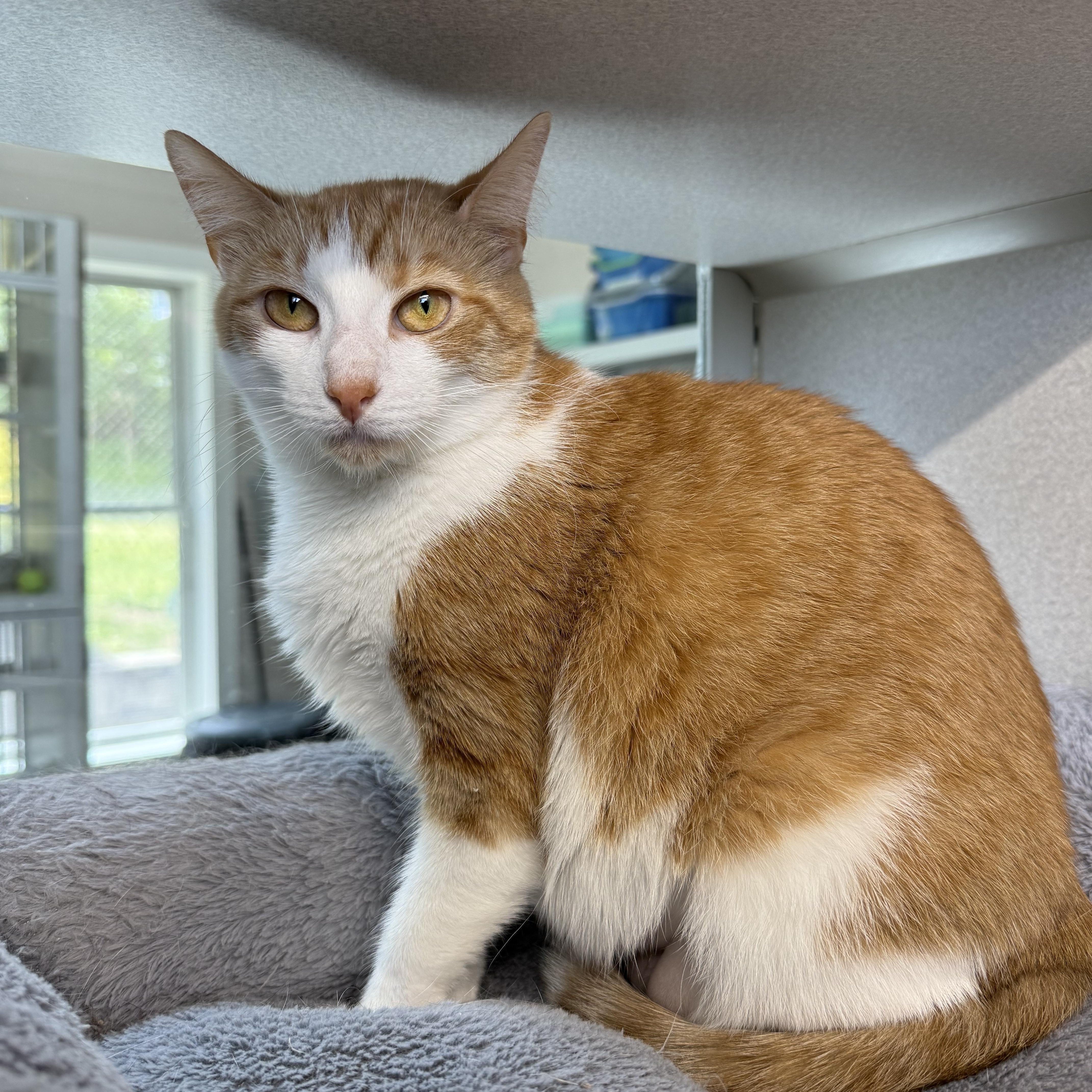 Ginger & Boots thumbnail 2