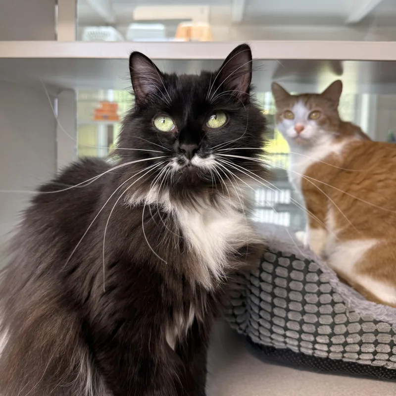 Ginger & Boots thumbnail 3