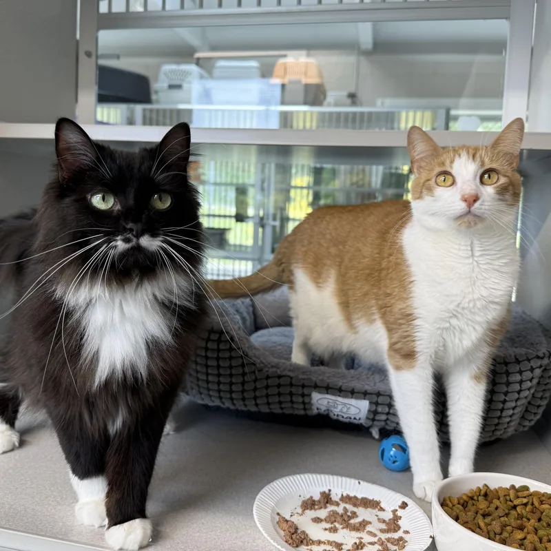 Ginger & Boots thumbnail 4