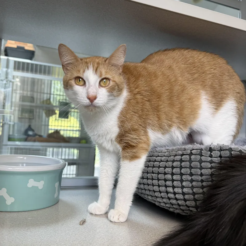 Ginger & Boots thumbnail 5