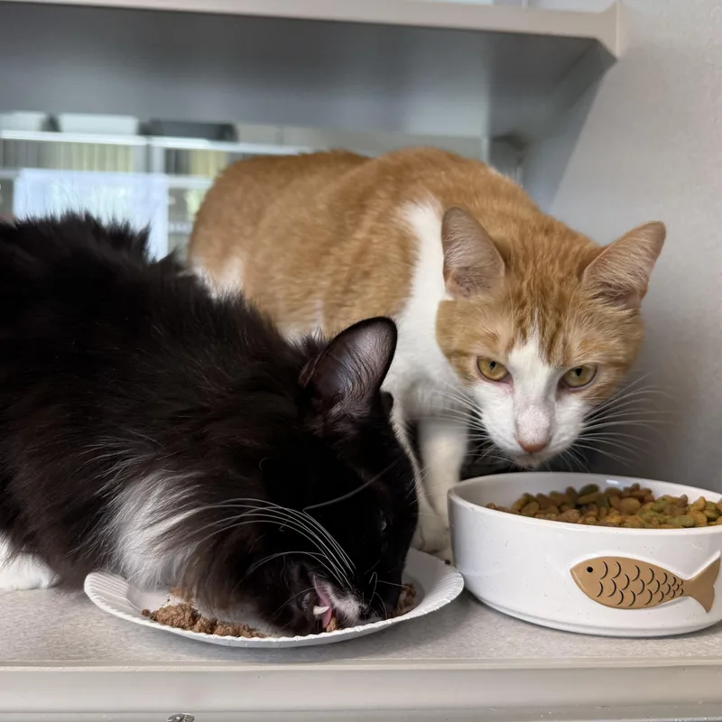 Ginger & Boots thumbnail 6