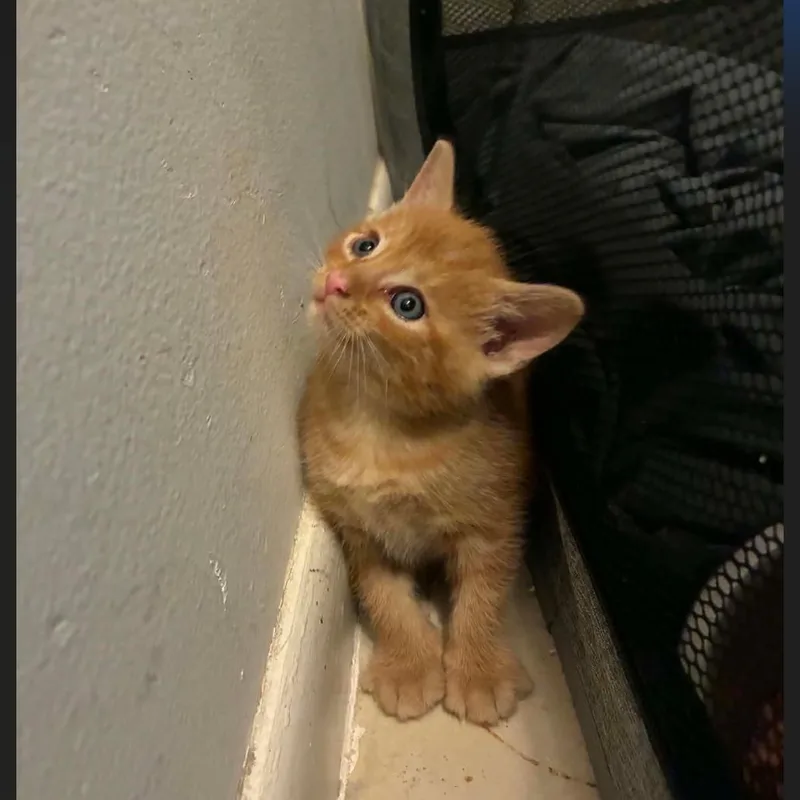 A baby small-sized male Orange / Red Domestic Short Hair cat named Tarzan for adoption in Fort Lauderdale, FL