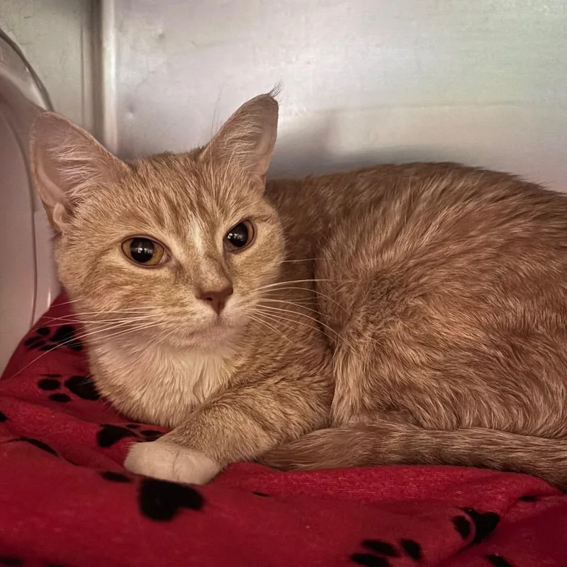 An adult medium-sized female Buff / Tan / Fawn Domestic Short Hair cat named Sky for adoption in Providence, RI