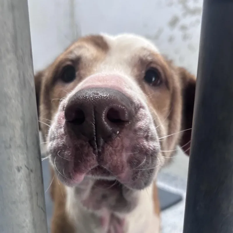 An adult large-sized female Mixed Breed dog named Bathsheba for adoption in Greenville, SC