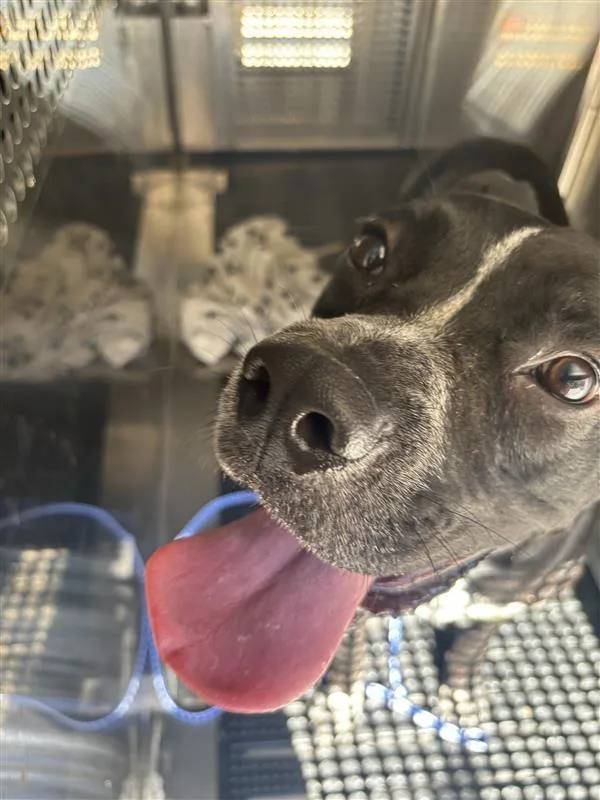 An adult large-sized female Pit Bull Terrier dog named Chica for adoption in Austin, TX