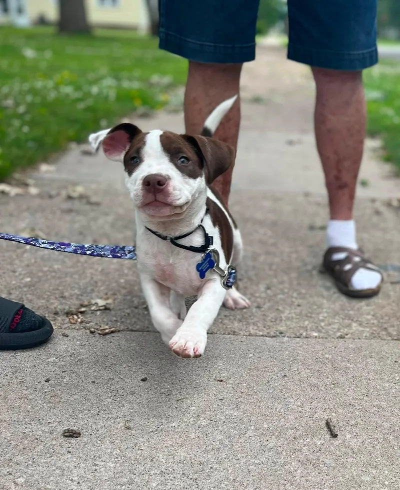 A baby medium-sized female Mixed Breed dog named Bailey for adoption in De Pere, WI