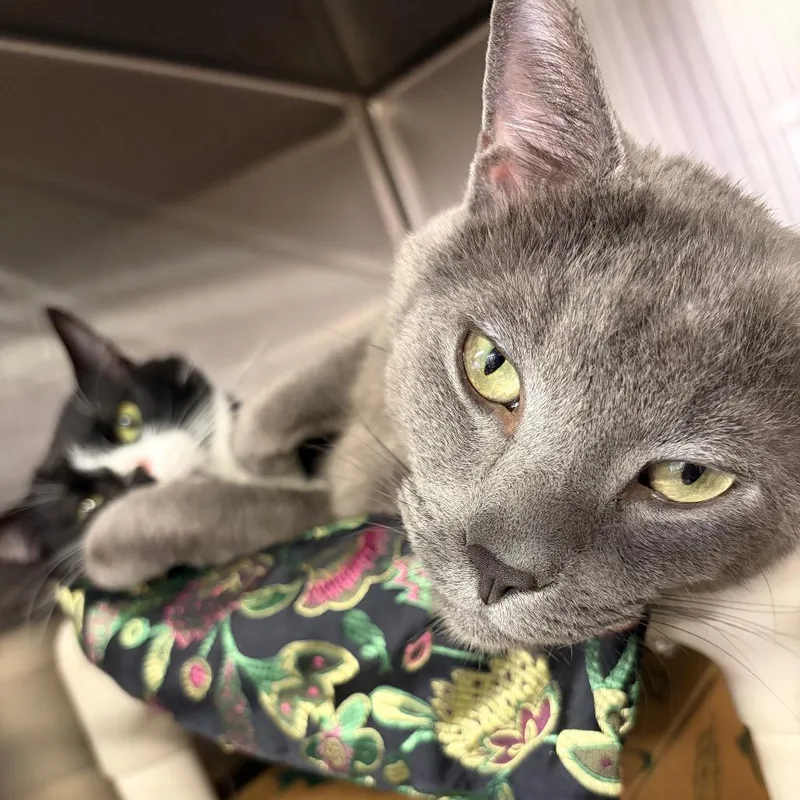 An adult large-sized male Smoke Domestic Short Hair cat named Pocoyo for adoption in Ashtabula, OH