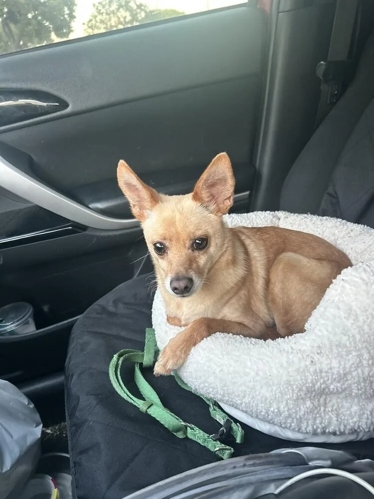 An adult small-sized male Chihuahua dog named Benson for adoption in ventura, CA