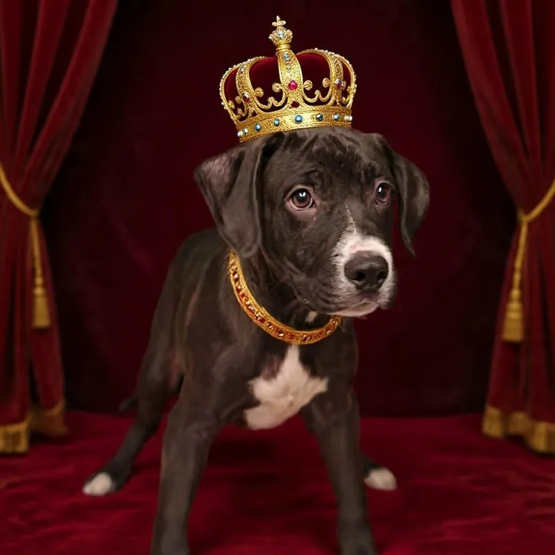 Prince thumbnail 2