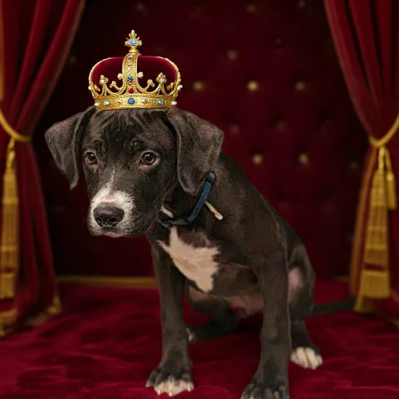 Prince thumbnail 3