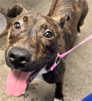 A young medium-sized female Pit Bull Terrier dog named Aquamarine for adoption in Woodland, CA