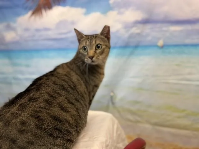 A young small-sized female Domestic Short Hair cat named Luz Clarita for adoption in Miami, FL