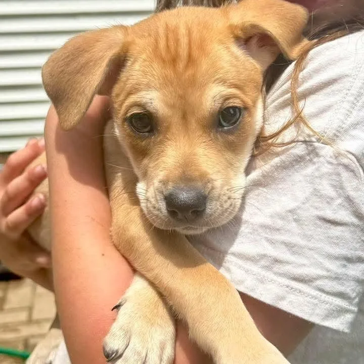 A baby medium-sized female American Staffordshire Terrier dog named Jasmine for adoption in East Peoria, IL