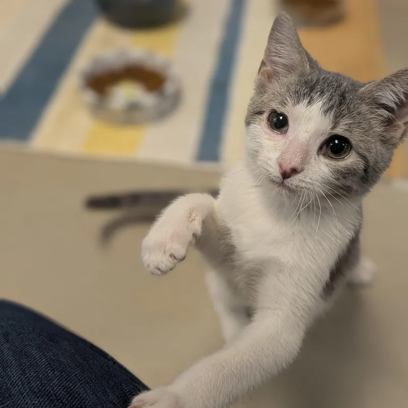 A baby medium-sized male Domestic Short Hair cat named Spencer for adoption in Jefferson, WI