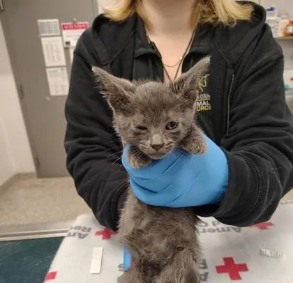 A baby small-sized male Domestic Short Hair cat named Banana Creme for adoption in Gastonia, NC