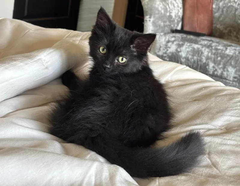 A young small-sized male Domestic Long Hair cat named Ash for adoption in Columbus, IN