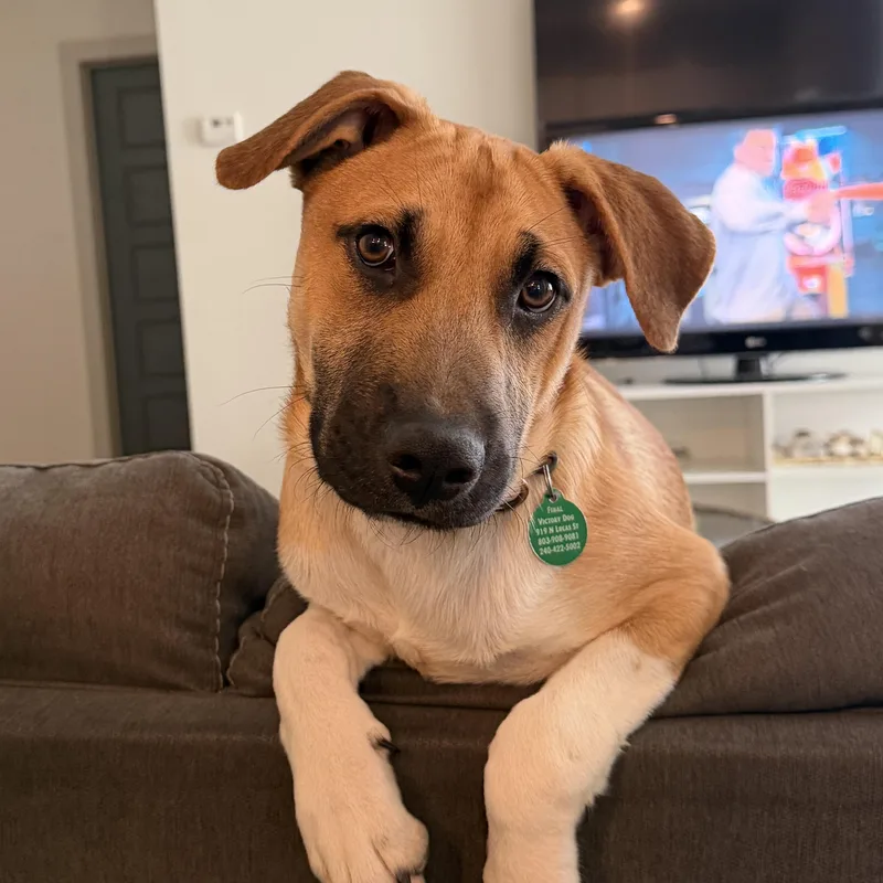 A baby medium-sized male Mixed Breed dog named Tanque Verde for adoption in Columbia, SC