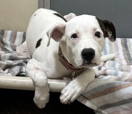 A young medium-sized male American Staffordshire Terrier dog named A Trout for adoption in North Charleston, SC