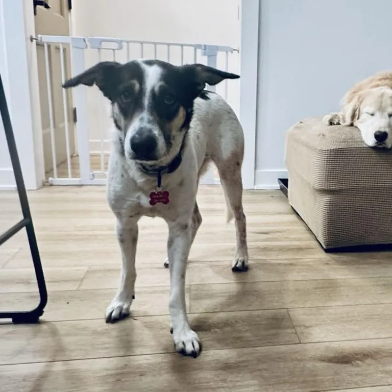 An adult medium-sized female White / Cream Border Collie dog named Arrie for adoption in Ferndale, MI