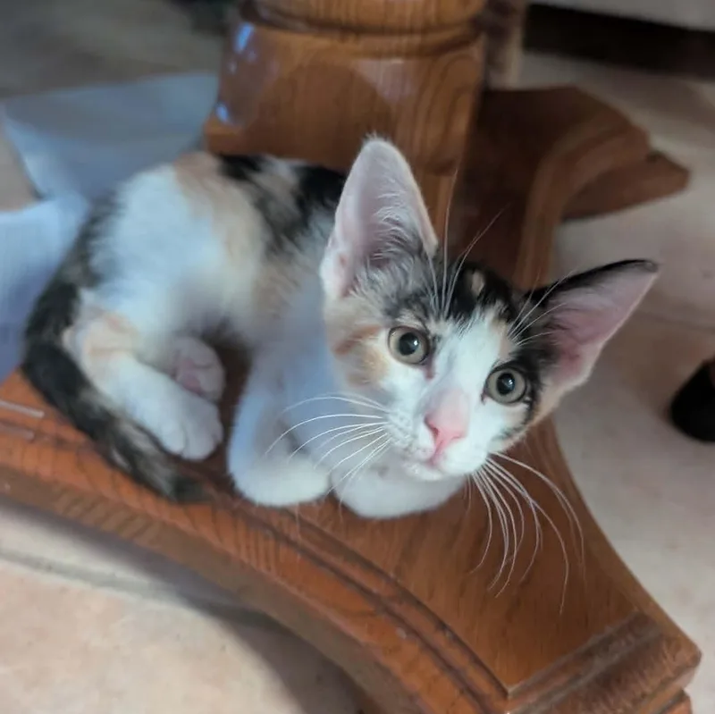 A baby small-sized female Calico cat named Mixxy for adoption in Antioch, CA