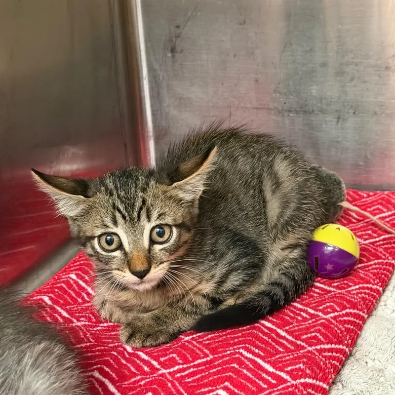 A baby small-sized male Brown / Chocolate Domestic Short Hair cat named Buffy for adoption in Port Charlotte, FL