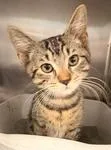 A baby medium-sized male Tabby (Brown / Chocolate) Domestic Short Hair cat named Oliver for adoption in Heathsville, VA