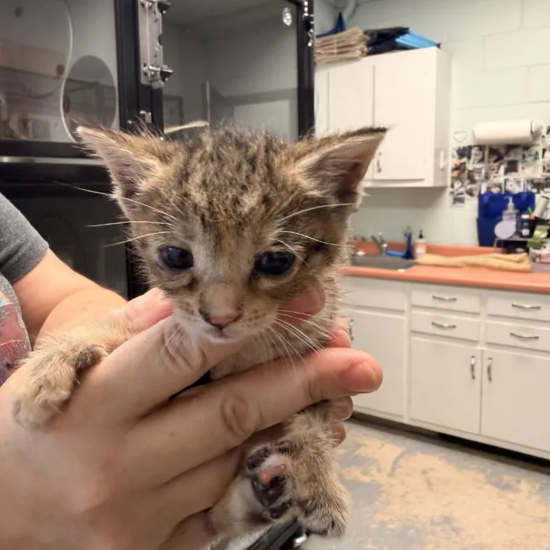 A baby small-sized female Brown / Chocolate Domestic Short Hair cat named Puddles for adoption in Columbus, NC