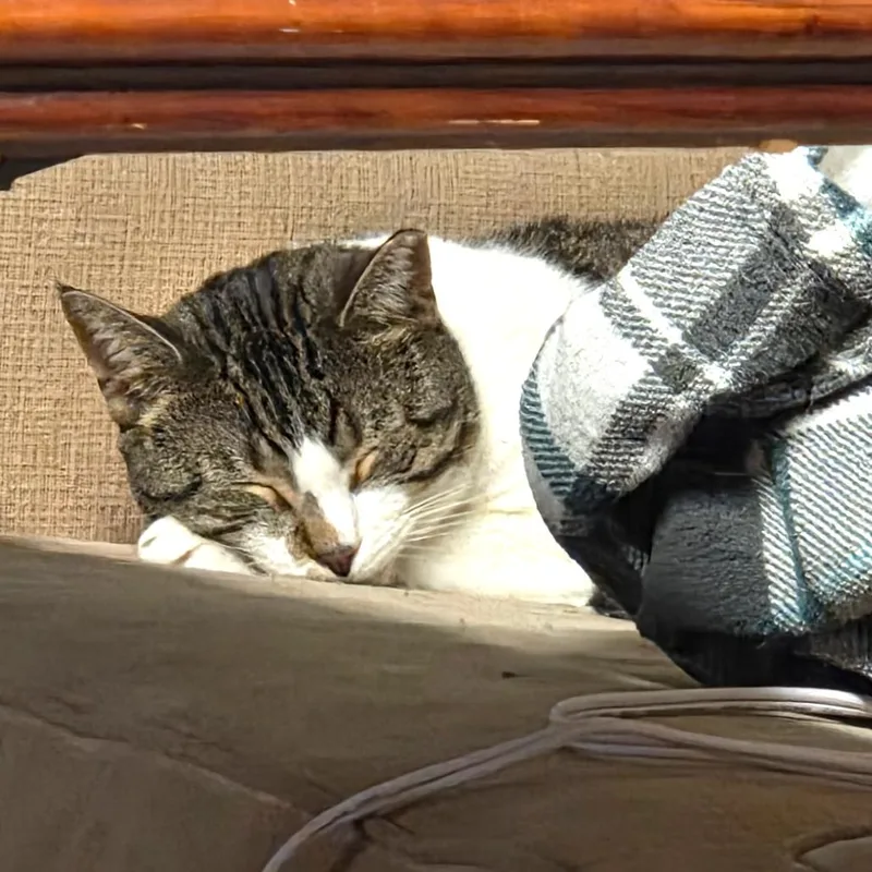 An adult medium-sized male Brown / Chocolate Domestic Short Hair cat named Pez for adoption in Middle Village, NY