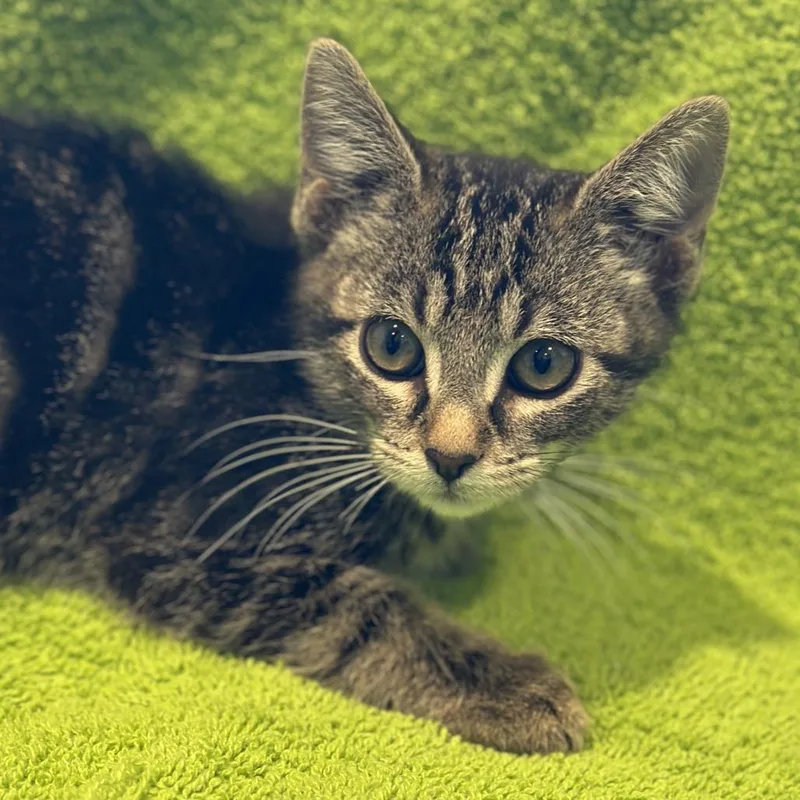 A baby small-sized male Brown / Chocolate Domestic Short Hair cat named Hambo for adoption in Matteson, IL