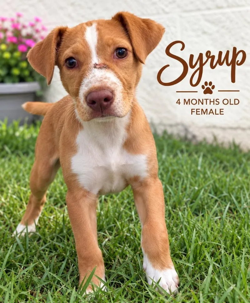 A baby medium-sized female Mixed Breed dog named Syrup for adoption in Kingsland, GA