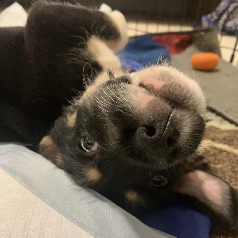 A baby medium-sized female Terrier dog named Isabella for adoption in Ellicott City, MD