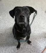 A senior medium-sized female Black Labrador Retriever dog named Michelle for adoption in Potsdam, NY