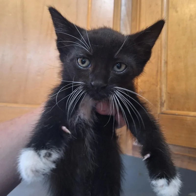 A baby small-sized male Black American Shorthair cat named Terreto for adoption in Grantsville, UT