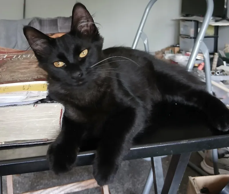 A baby medium-sized female Domestic Medium Hair cat named Misha for adoption in Clawson, MI